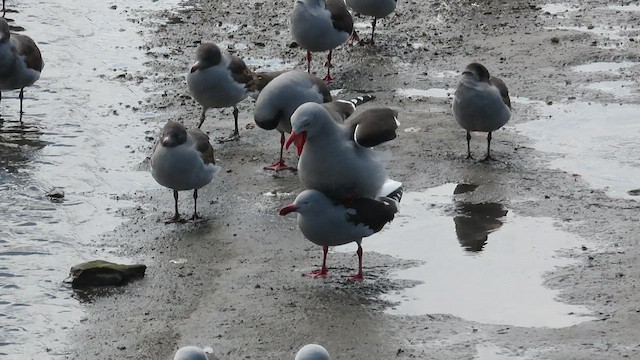 Dolphin Gull - ML510074621