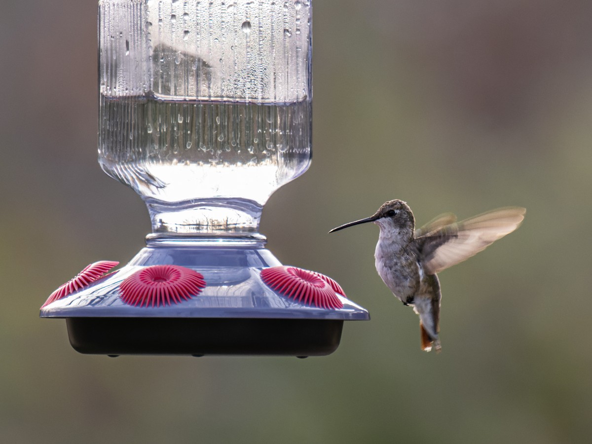 Black-chinned Hummingbird - ML510074861