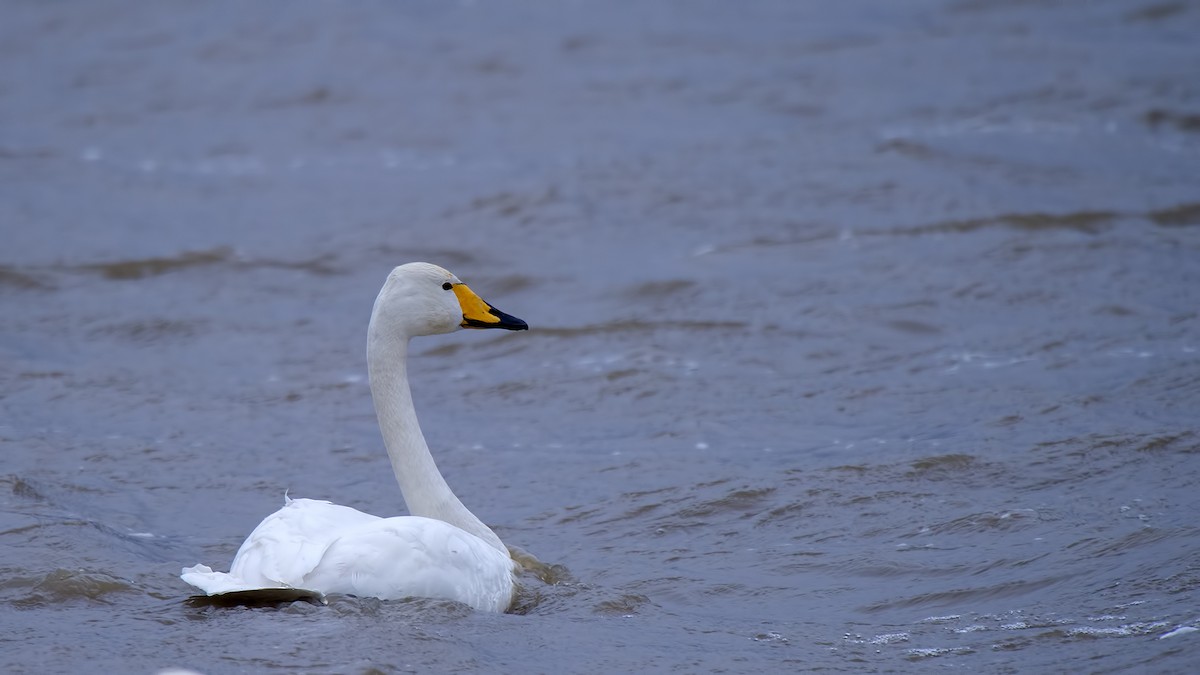 Whooper Swan - Ferit Başbuğ
