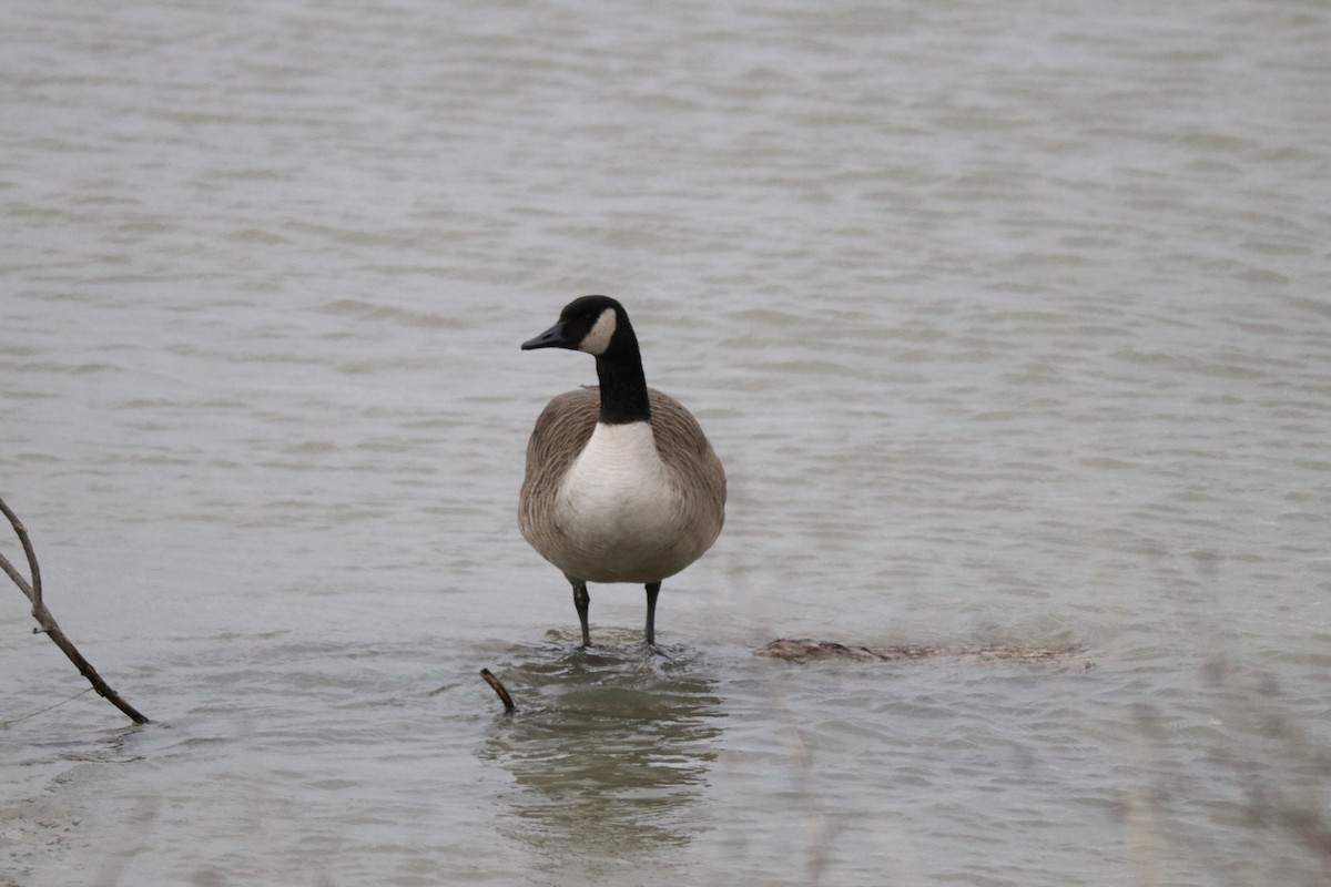 Canada Goose - ML510075411