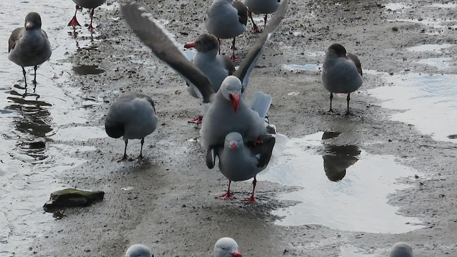 Dolphin Gull - ML510075541
