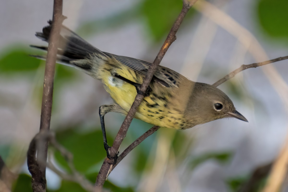 Kirtland's Warbler - ML510075691