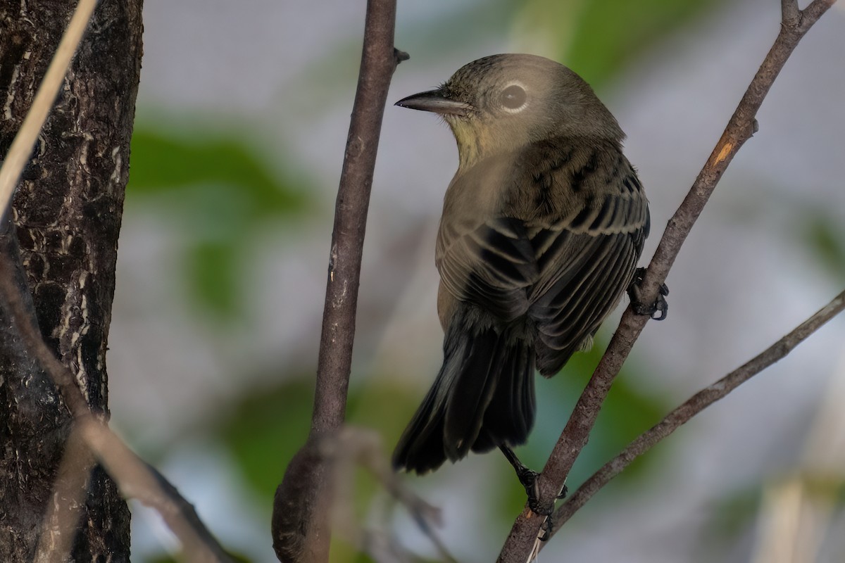 Kirtland's Warbler - Derek Hudgins