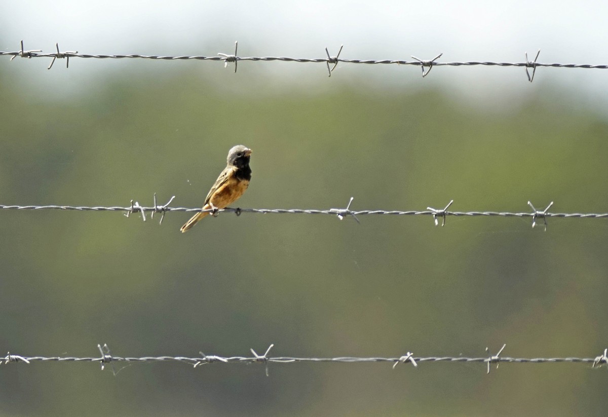 Dark-throated Seedeater - ML510075801