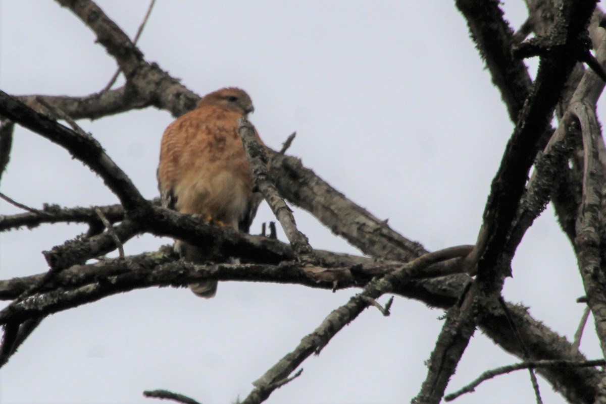 Red-shouldered Hawk - ML510076311