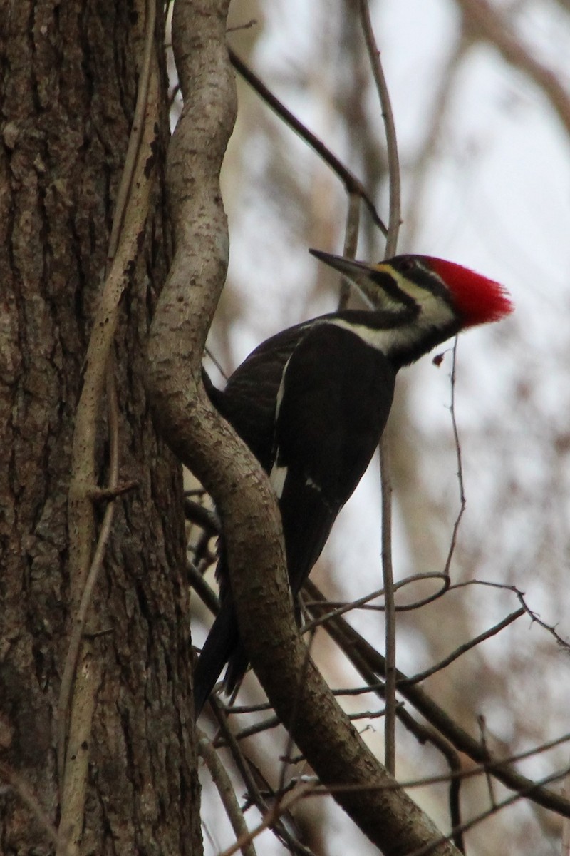 Pileated Woodpecker - ML510076421