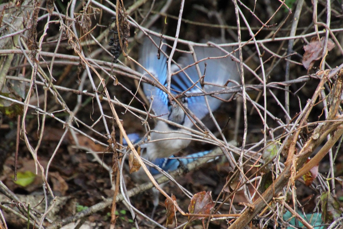 Blue Jay - ML510076511