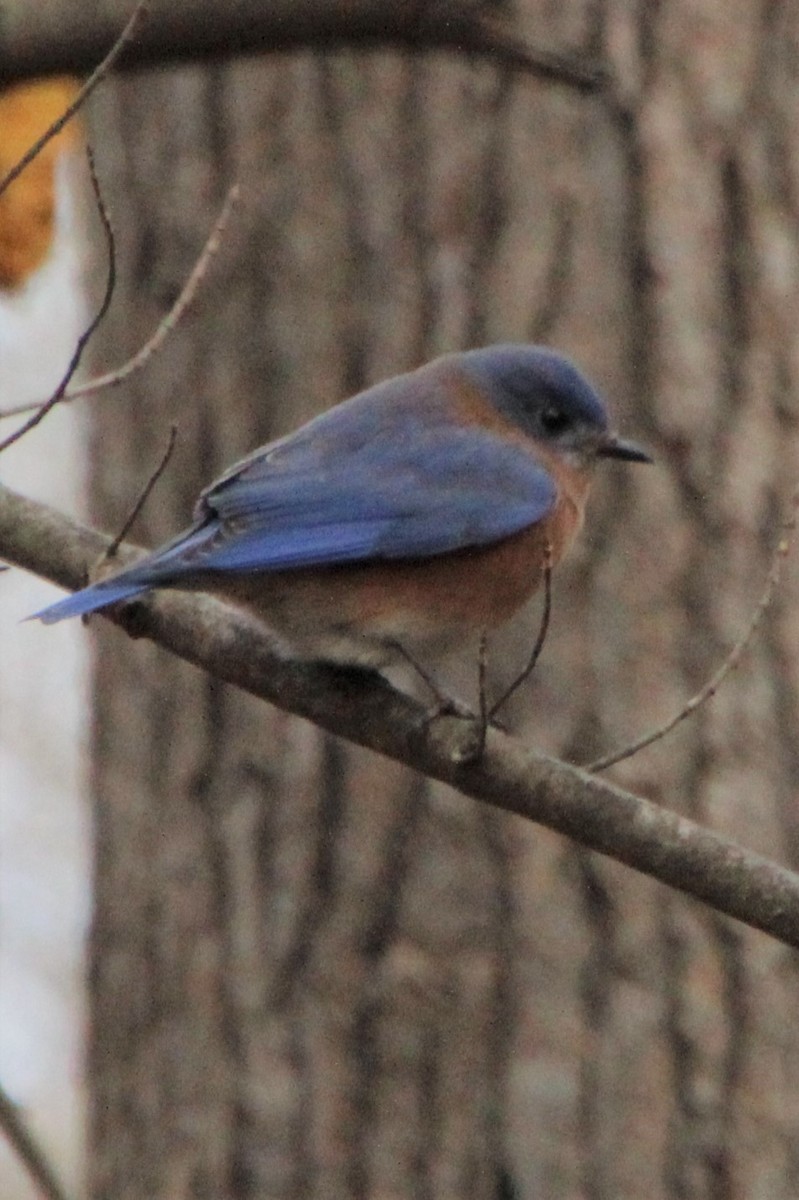 Eastern Bluebird - ML510076751