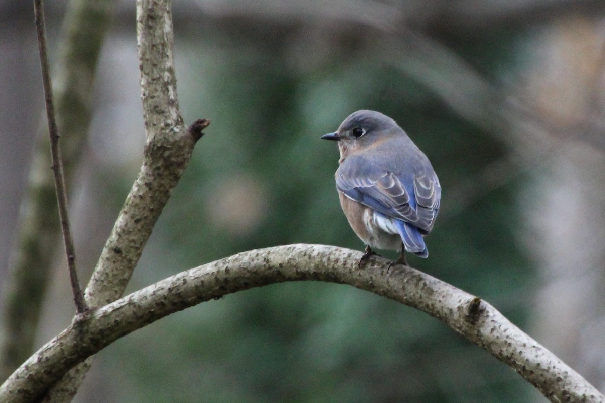 Eastern Bluebird - ML510076791