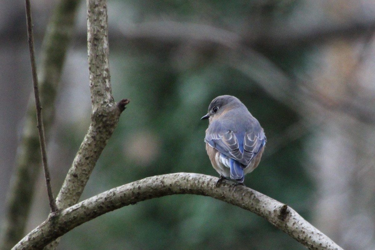 Eastern Bluebird - ML510076801