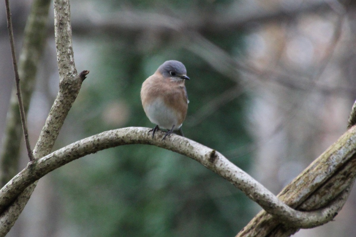 Eastern Bluebird - ML510076821