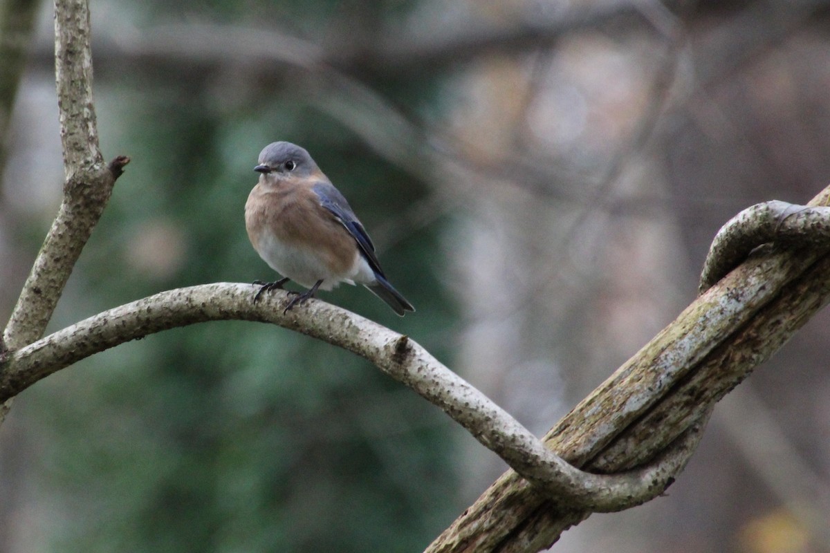 Eastern Bluebird - ML510076831