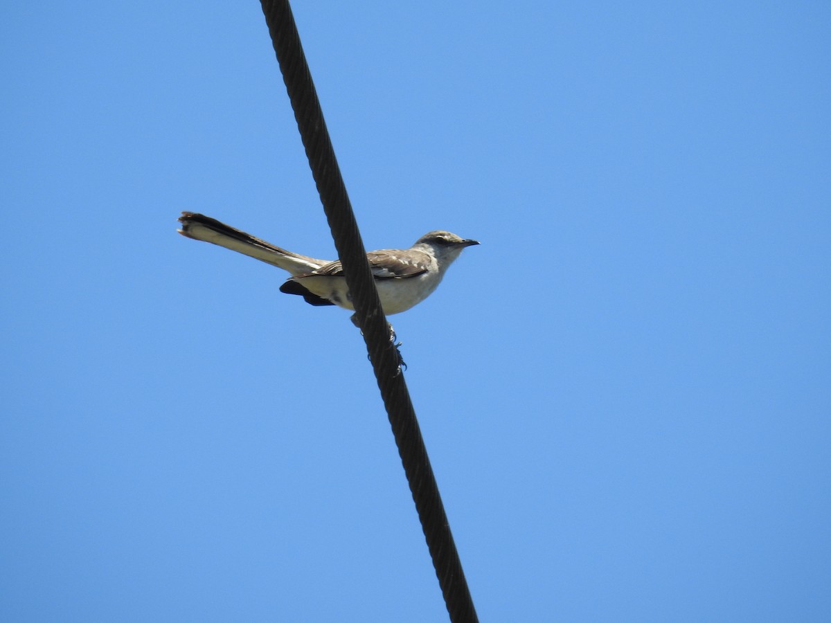 Northern Mockingbird - Alan Sizer