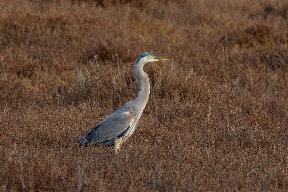 Great Blue Heron - ML510077331