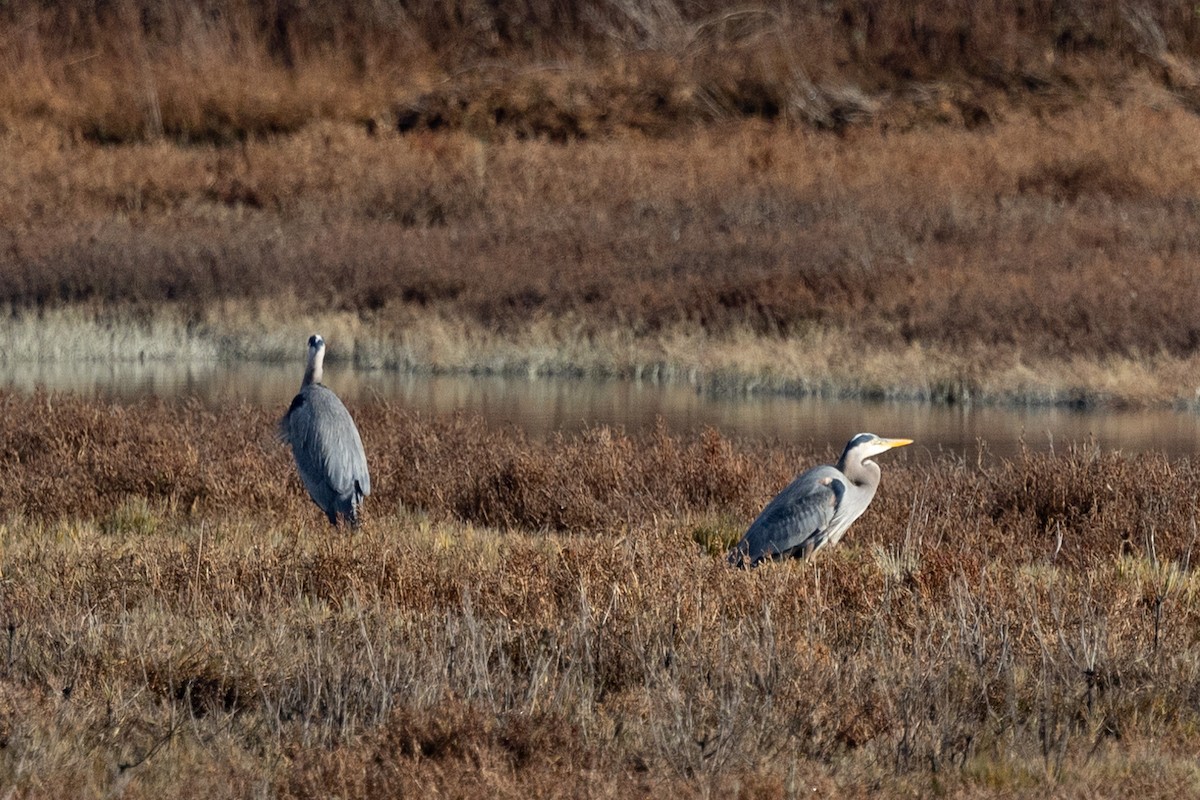 Garza Azulada - ML510077351