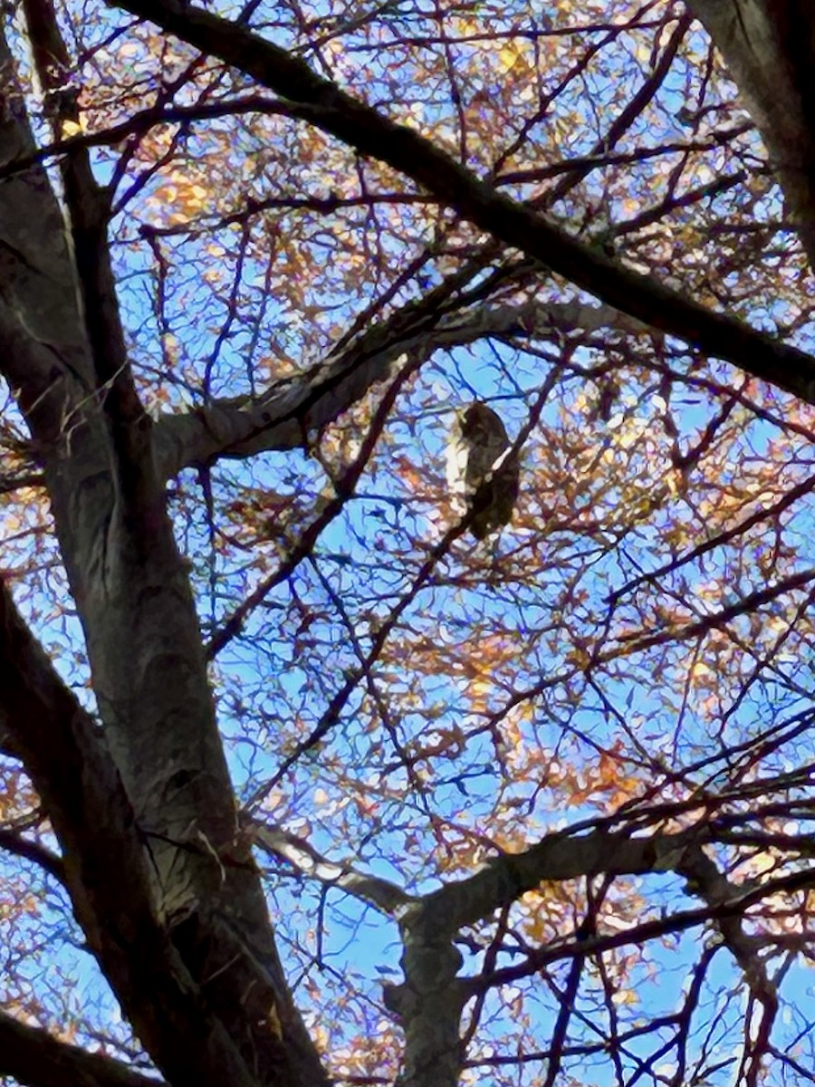 Barred Owl - Janet Wooten