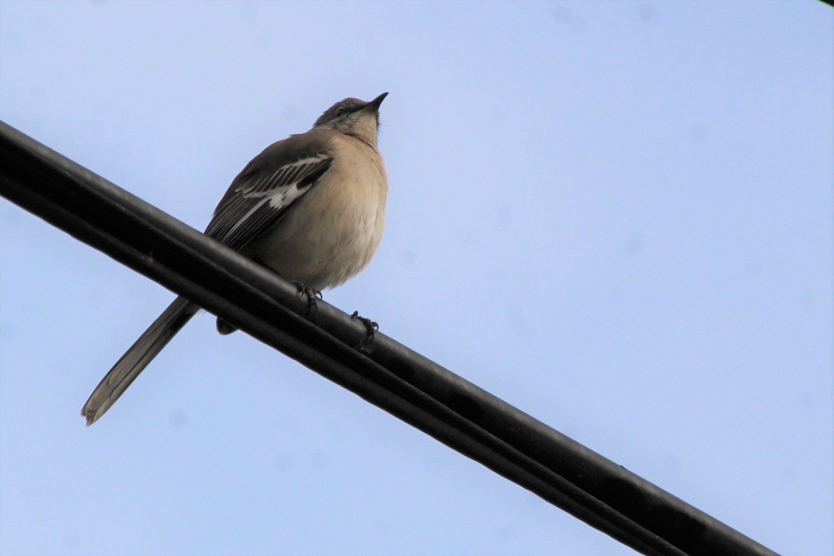 Northern Mockingbird - ML510078991