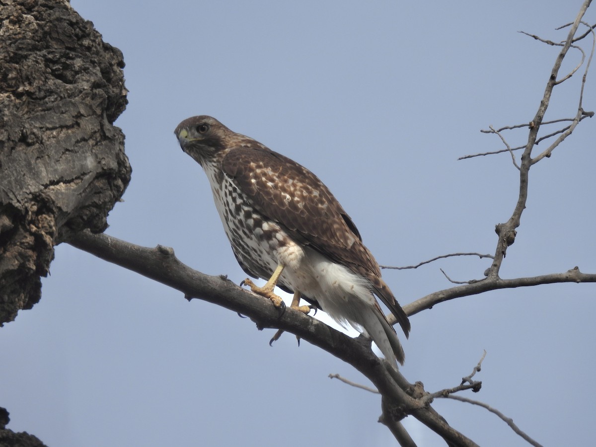 Red-tailed Hawk - ML510079291