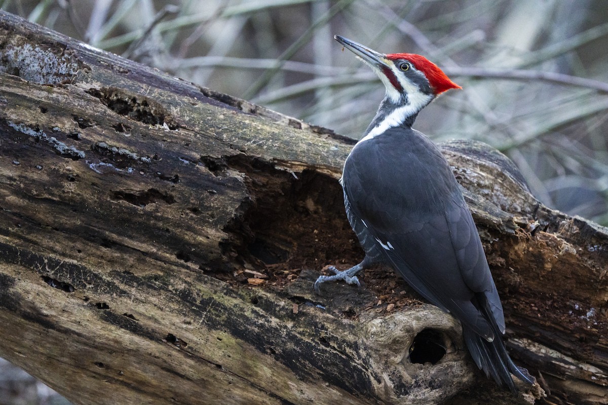 Pileated Woodpecker - Ben Nieman