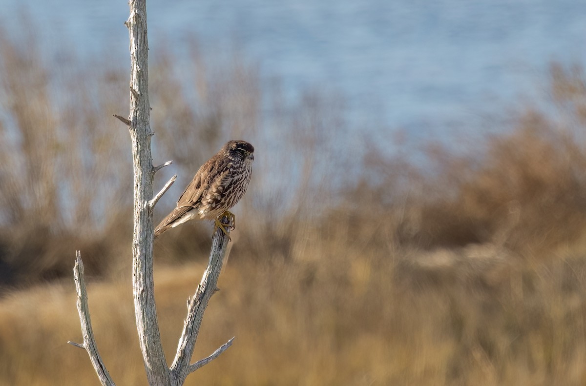 Merlin - ML510080821