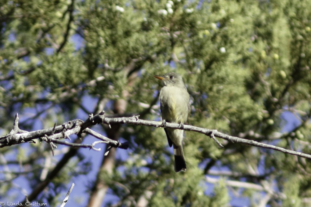 Greater Pewee - ML510081721
