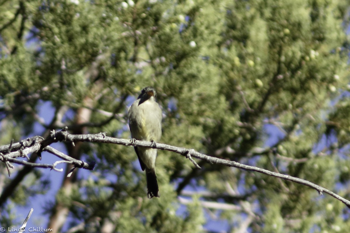 Greater Pewee - ML510081731