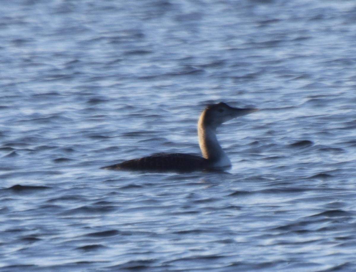 Yellow-billed Loon - ML510082611