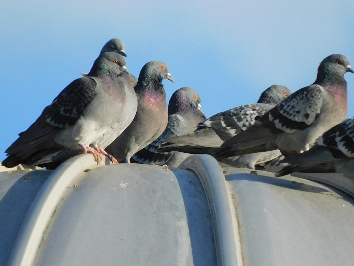 Rock Pigeon (Feral Pigeon) - ML510082621