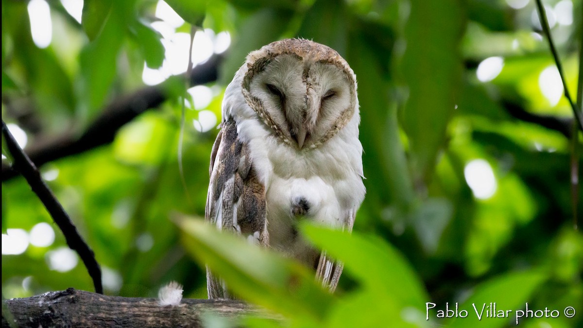 Barn Owl - Pablo Villar