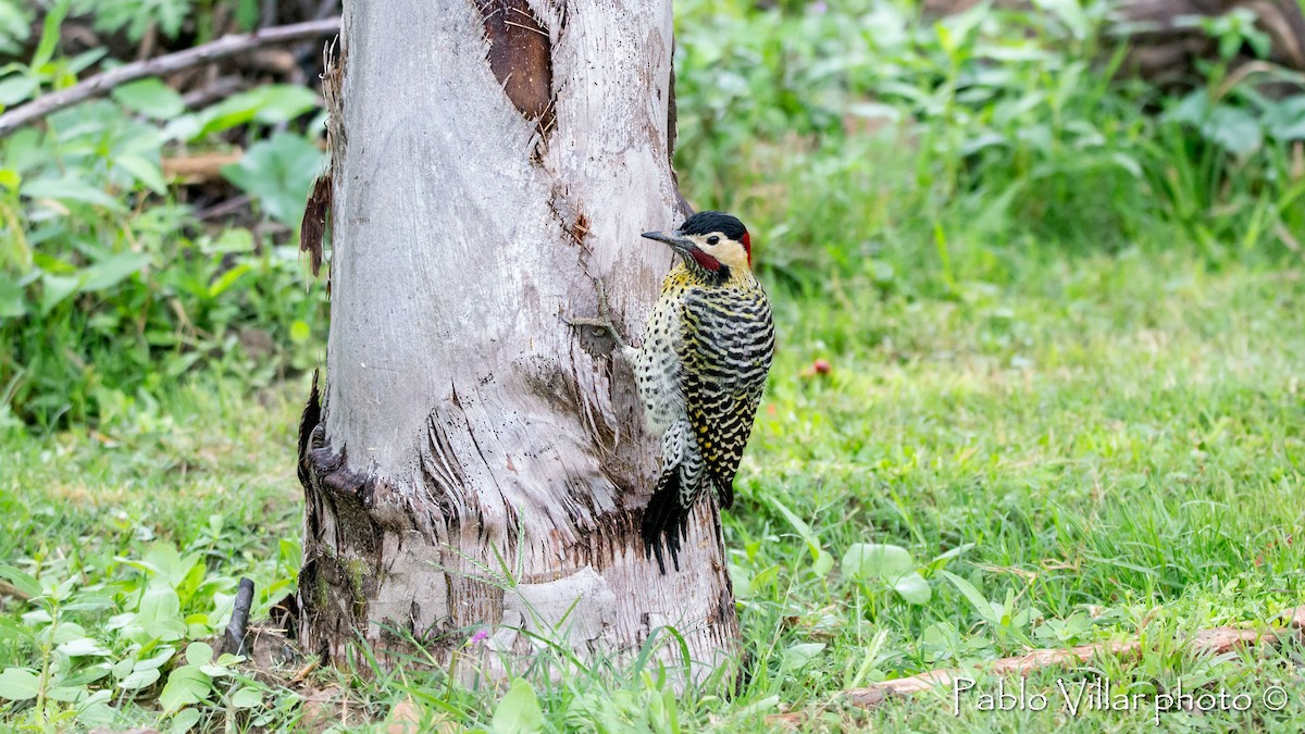 Green-barred Woodpecker - Pablo Villar