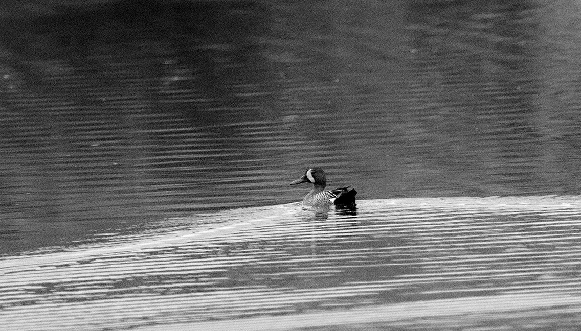 Blue-winged Teal - ML510082921