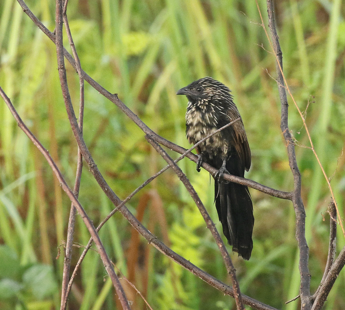 Lesser Coucal - ML51008311