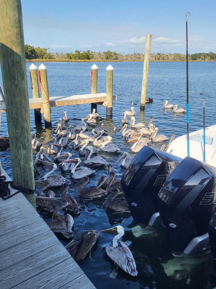 Brown Pelican - ML510083551