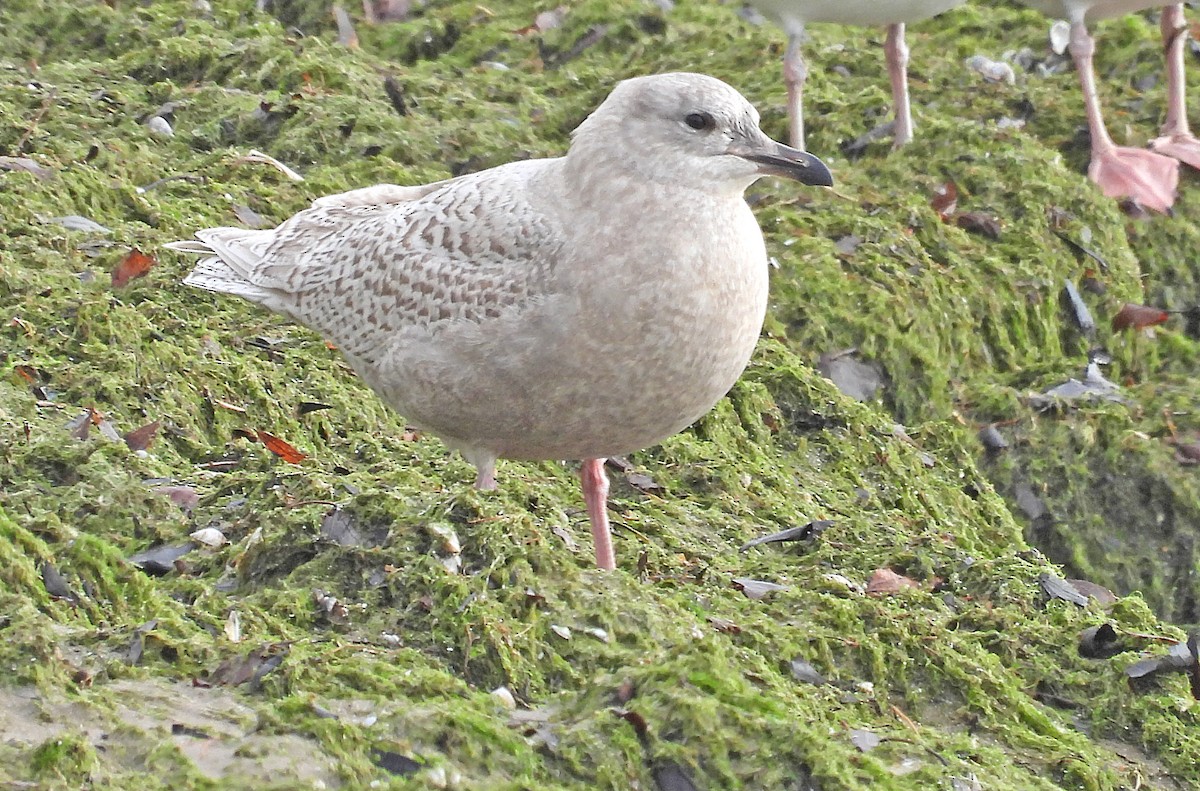 Iceland Gull - Jean Iron