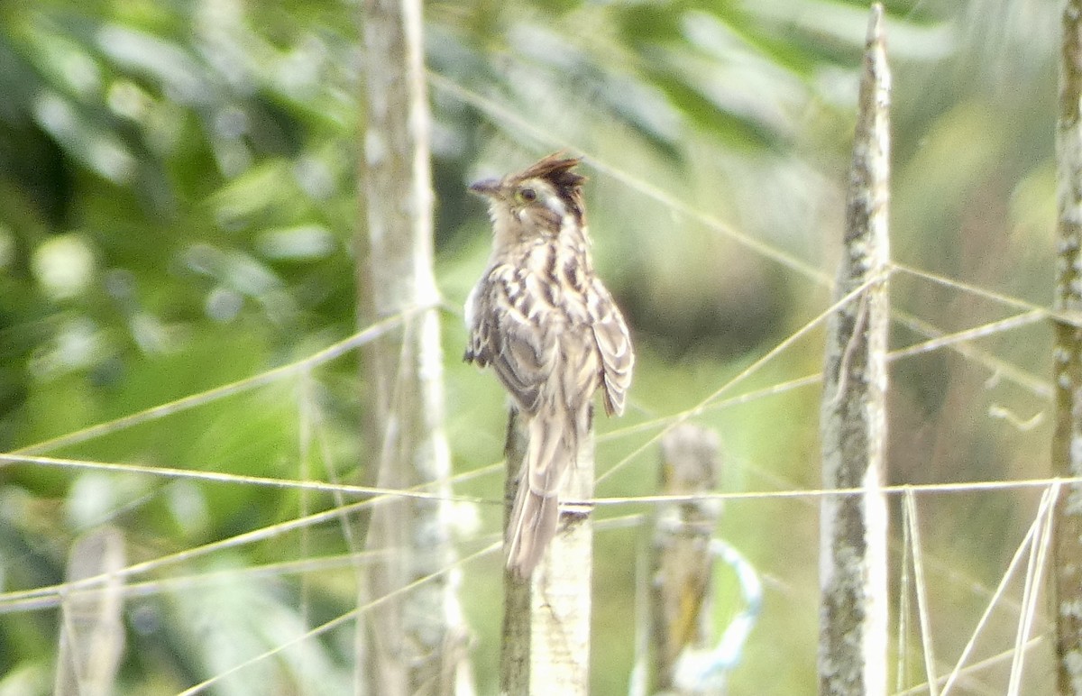 Striped Cuckoo - ML510084781