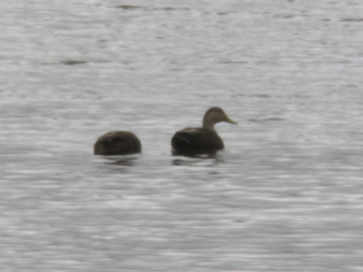 American Black Duck - ML510084911