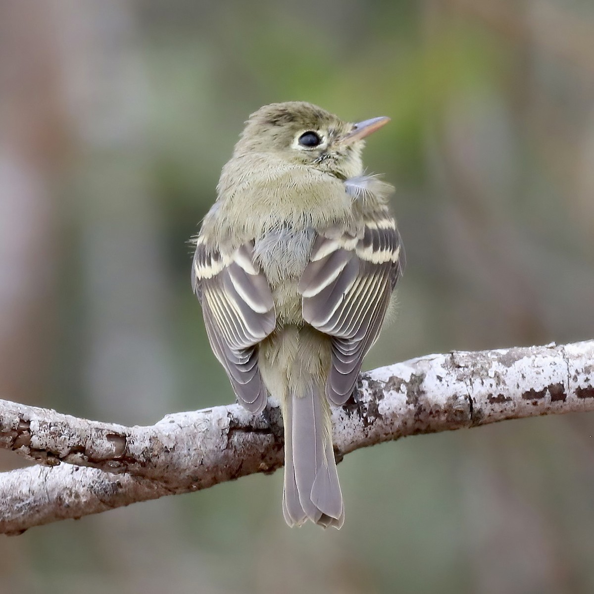 Western Flycatcher - ML510086041