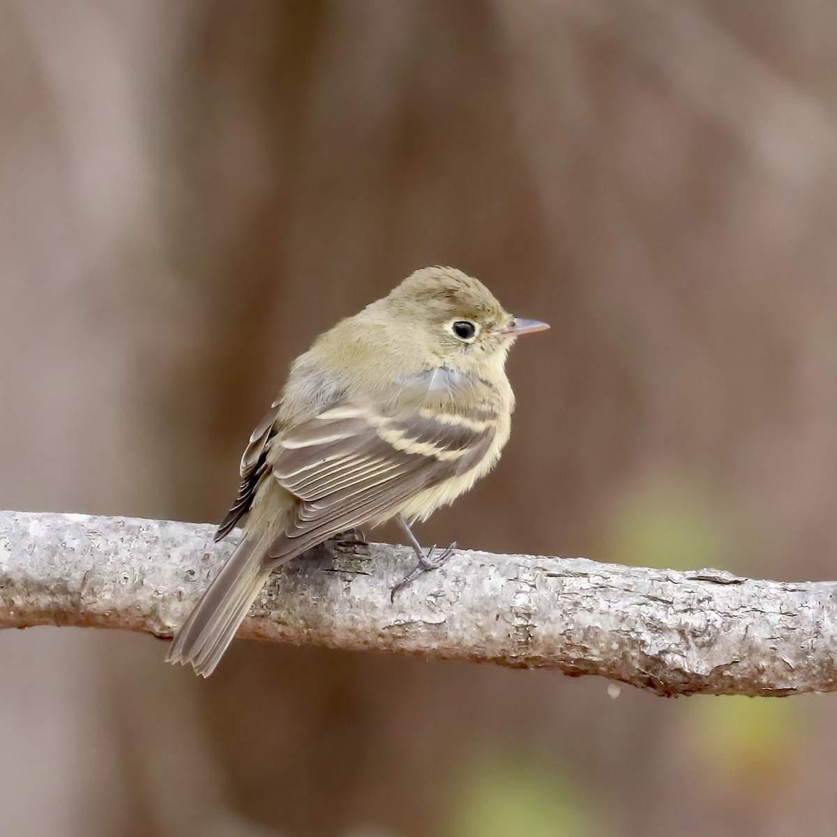 Western Flycatcher - ML510086051