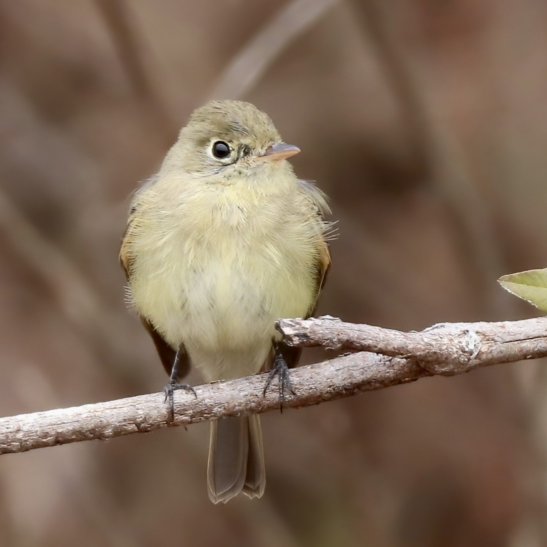 Western Flycatcher - ML510086061