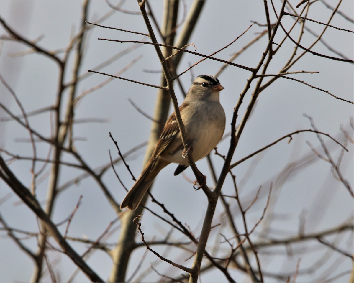 White-crowned Sparrow - ML510086091