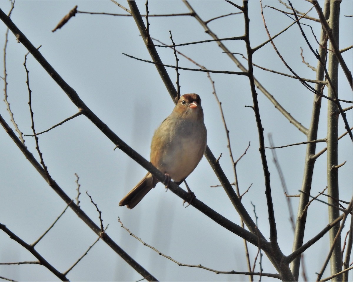 White-crowned Sparrow - ML510086191