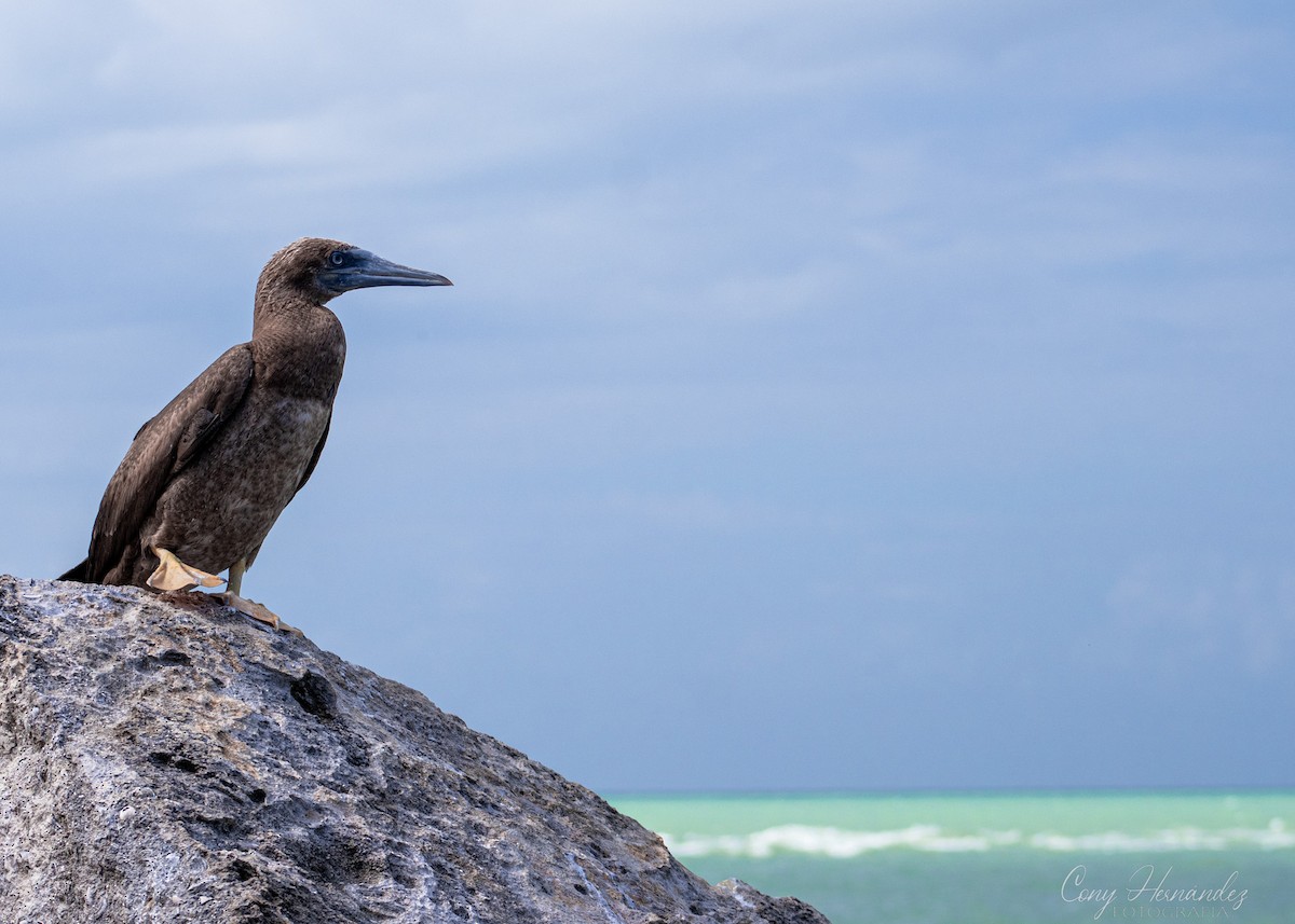 Brown Booby - ML510087201
