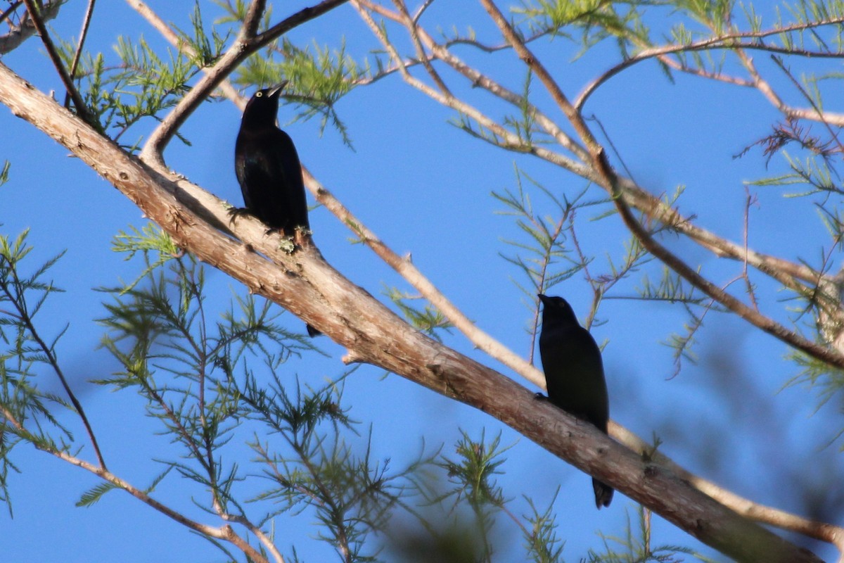 Common Grackle - ML510087361