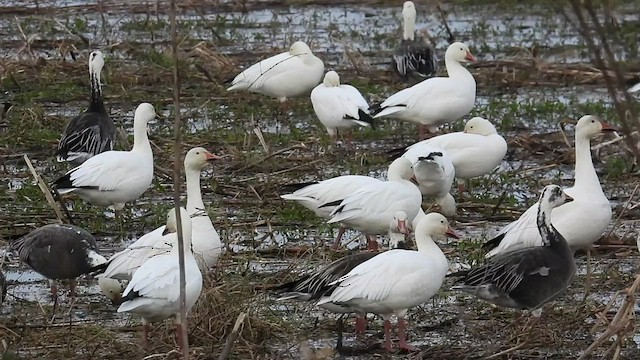 Snow Goose - ML510088191