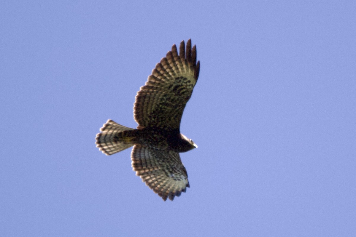 Short-tailed Hawk - Will Keller