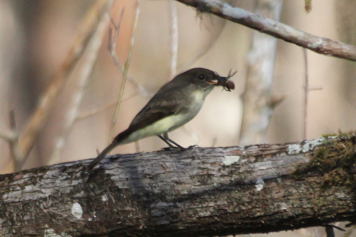 Eastern Phoebe - ML510088401