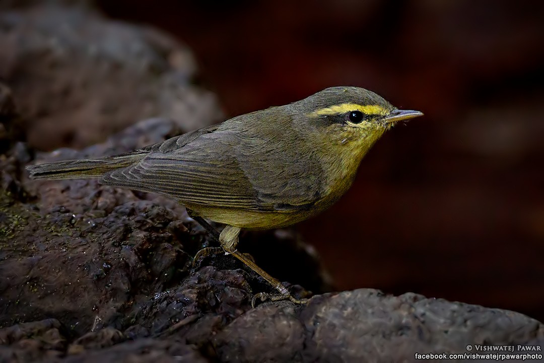 Tickell's Leaf Warbler (Tickell's) - ML51008871