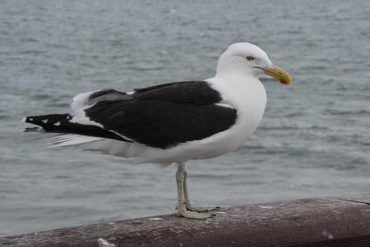 Kelp Gull - ML510088871