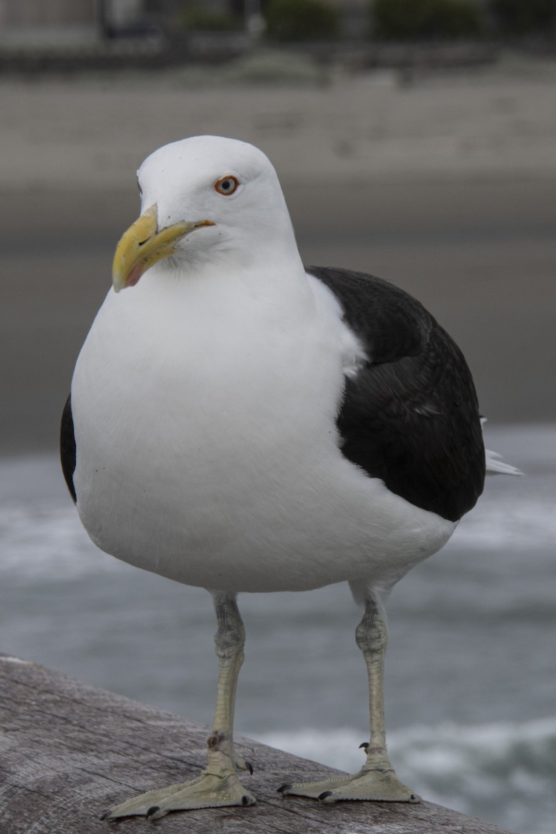 Kelp Gull - ML510089111