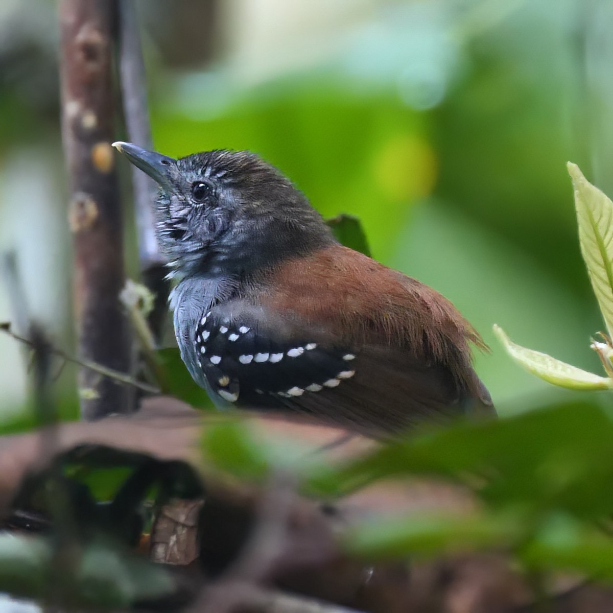 Rufous-backed Stipplethroat - ML510089781